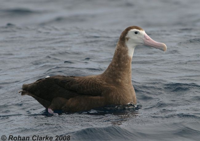Albatros hurleur, A. de Tristan da Cunha ou A. des Antipodes - ML379395011