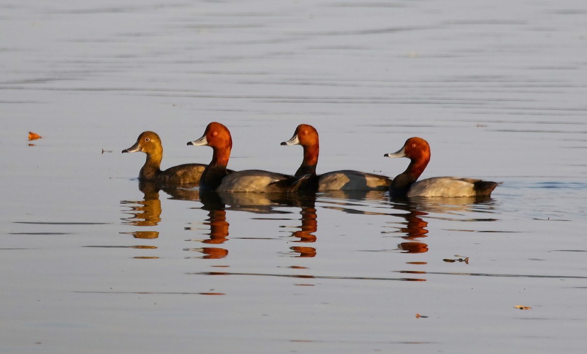 Redhead - Scott Sneed