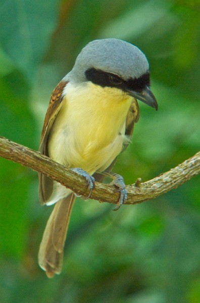 Tiger Shrike - ML379395261