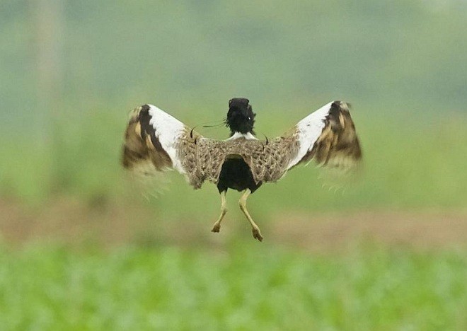 Lesser Florican - Arpit Bansal