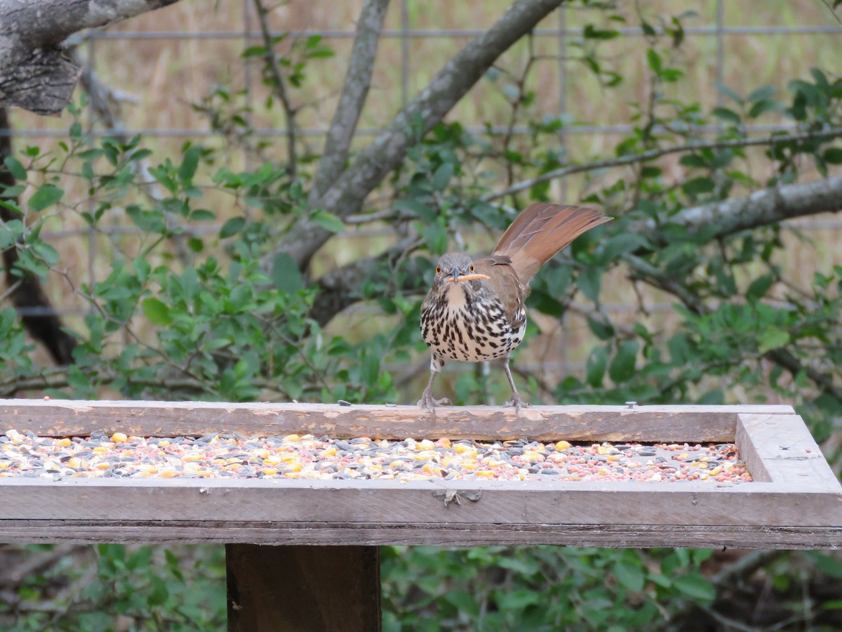 Long-billed Thrasher - ML379396251