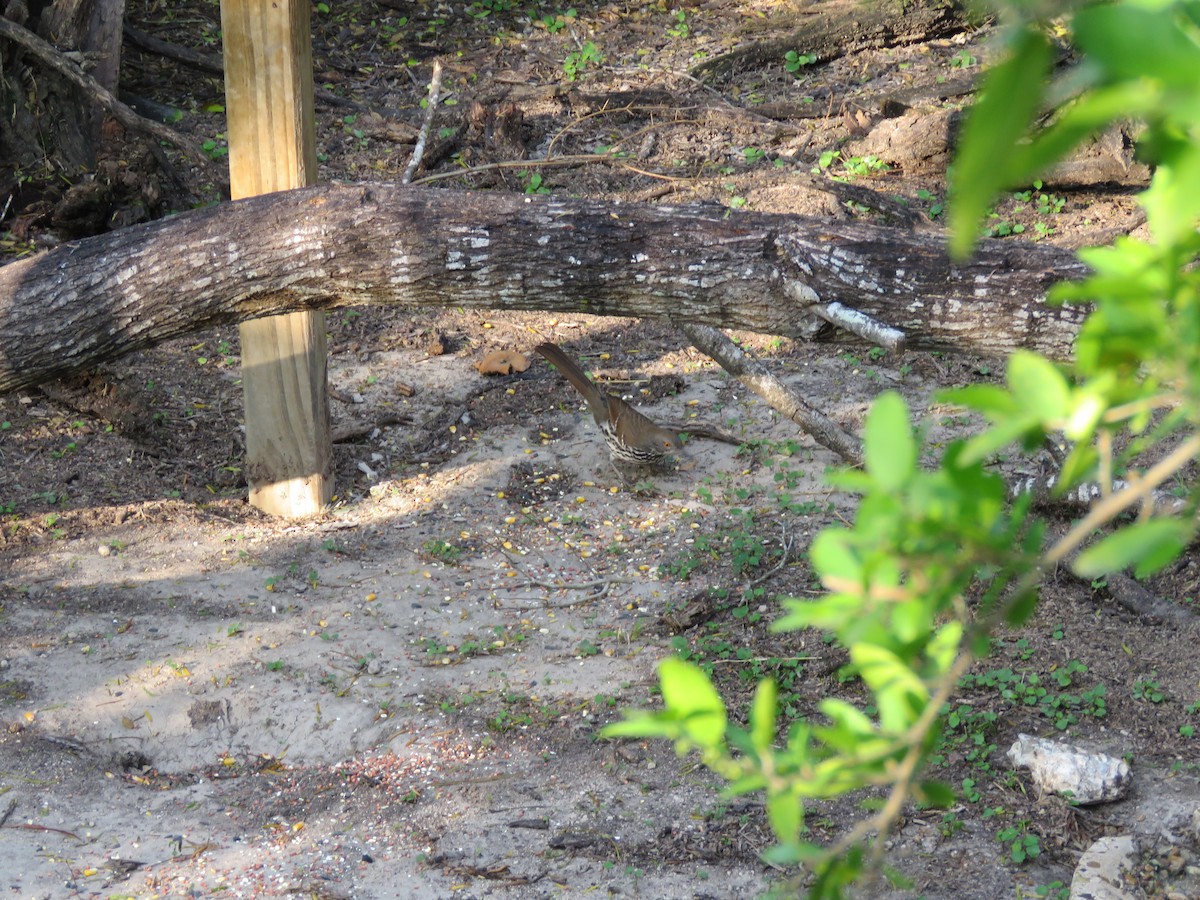Long-billed Thrasher - ML379396291