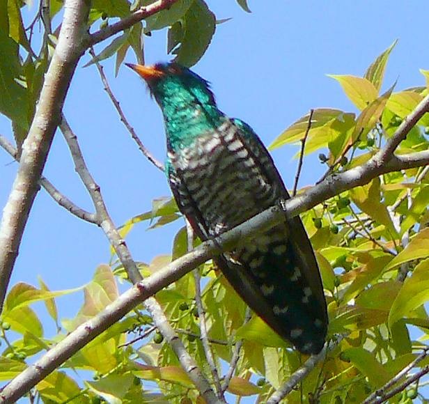 Asian Emerald Cuckoo - John Furse