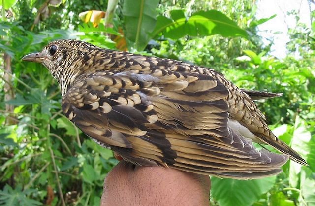White's Thrush - ML379396451
