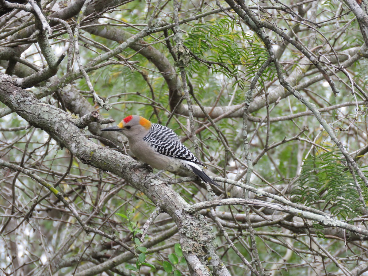 Golden-fronted Woodpecker - ML379396591