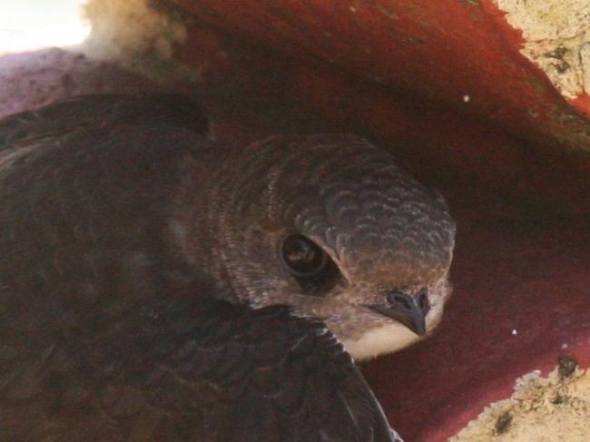 Little Swift (Little) - ML379397461