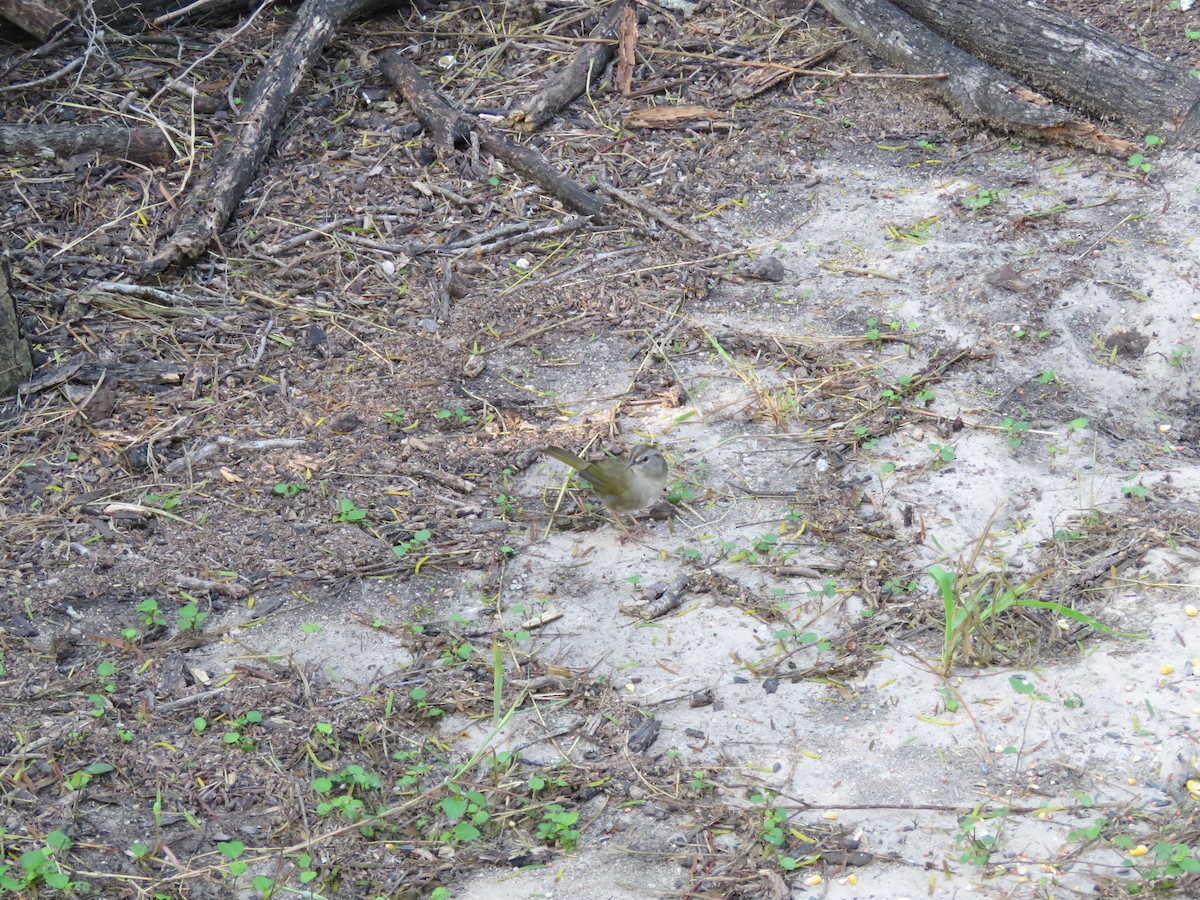 Olive Sparrow - ML379397571