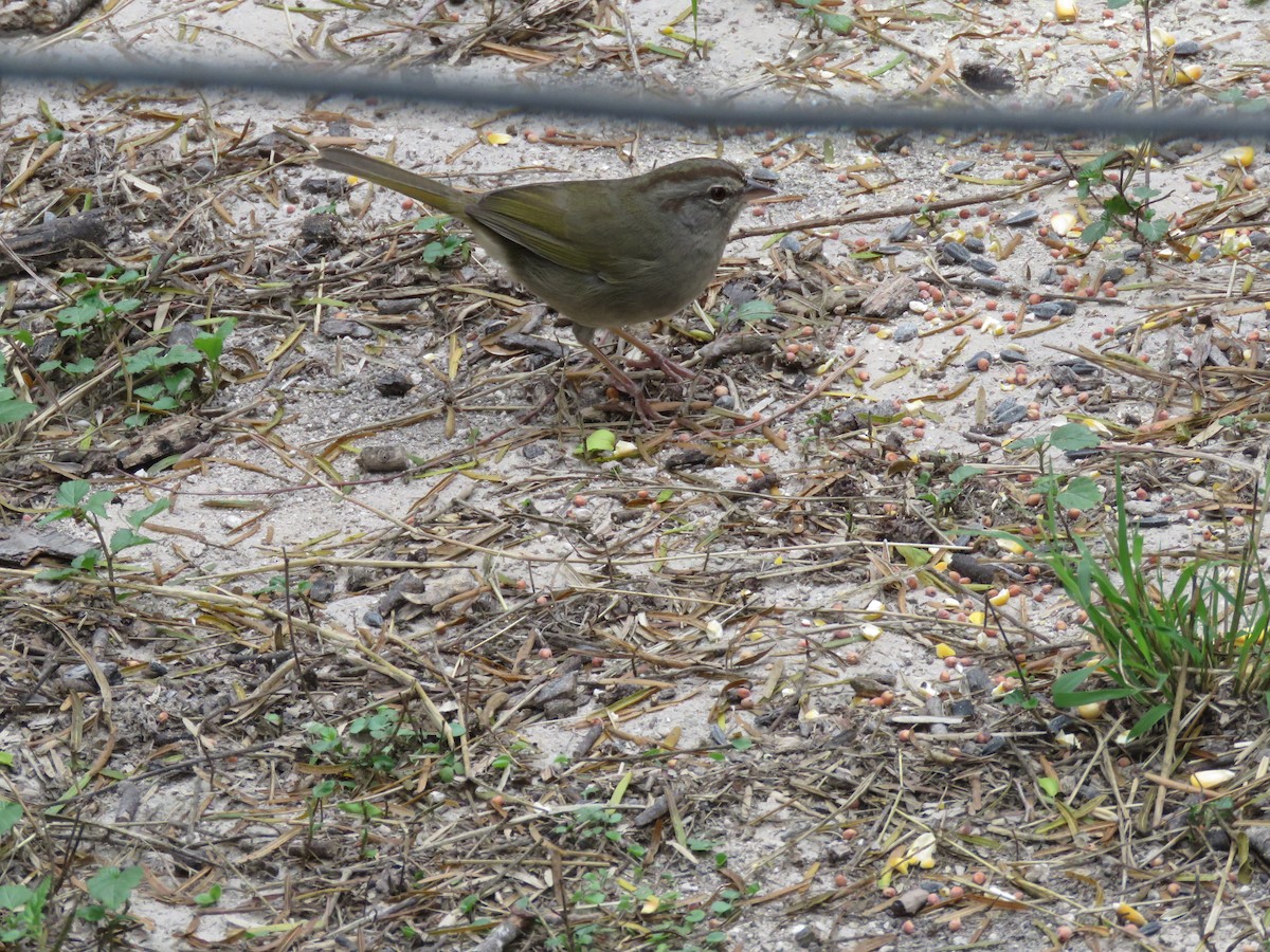 Olive Sparrow - ML379397601