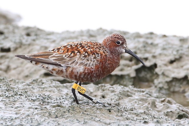 Curlew Sandpiper - Chun Fai LO