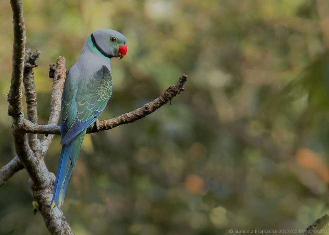 Malabar Parakeet - ML379397751