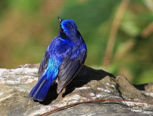 Small Niltava - ML379397931