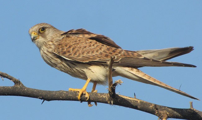 Lesser Kestrel - ML379397941