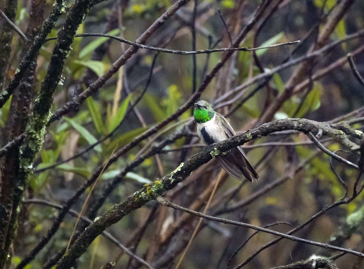 Green-headed Hillstar - ML379398211