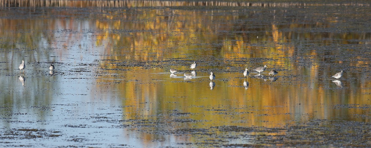 Greater Yellowlegs - Ron Sempier