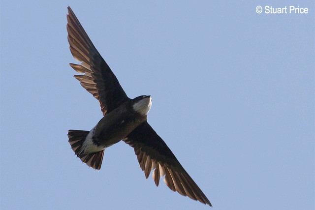 White-throated Needletail - ML379398421