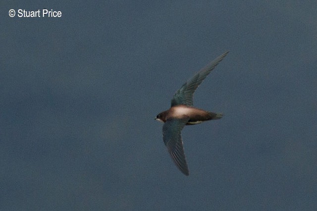 White-throated Needletail - ML379398431