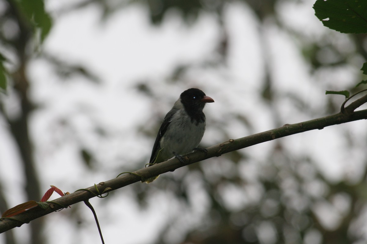 Sao Tome Oriole - ML379398931