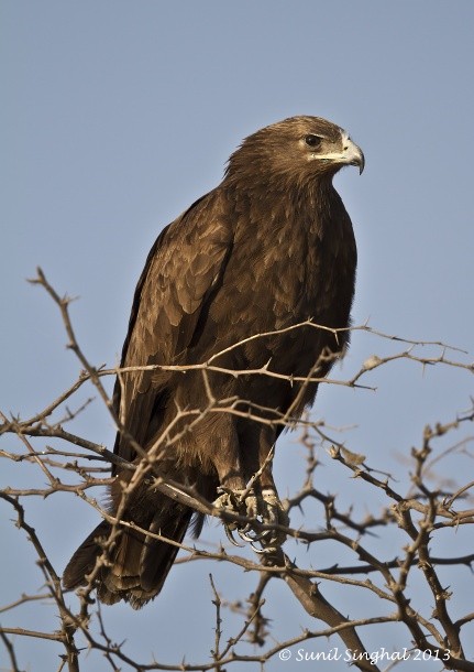 Greater Spotted Eagle - ML379399361