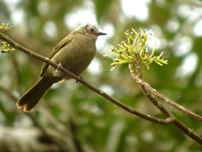 Bare-faced Bulbul - ML379399971