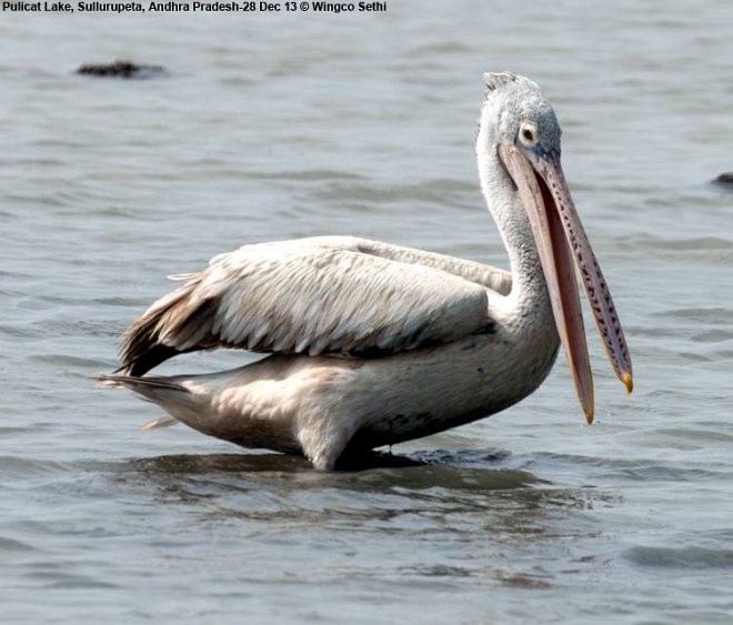 pelikán skvrnozobý - ML379400241