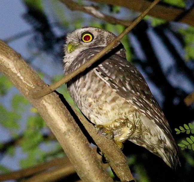 Spotted Owlet - ML379400431
