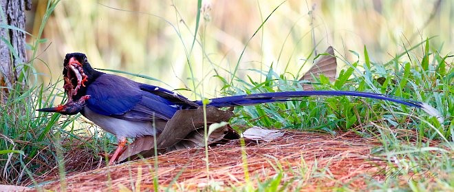 Red-billed Blue-Magpie - Mike Rose