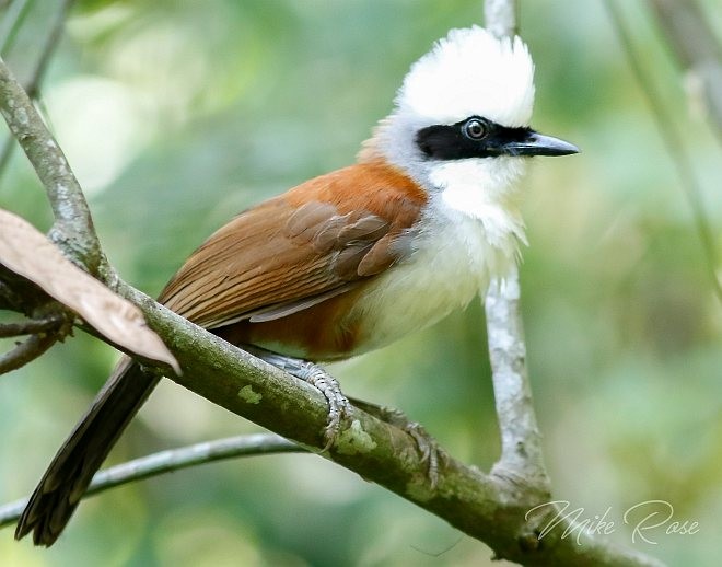 White-crested Laughingthrush - Mike Rose