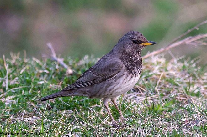 Black-throated Thrush - ML379400931