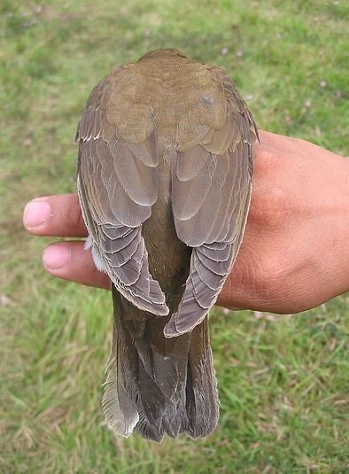 Brown-headed Thrush - ML379401411
