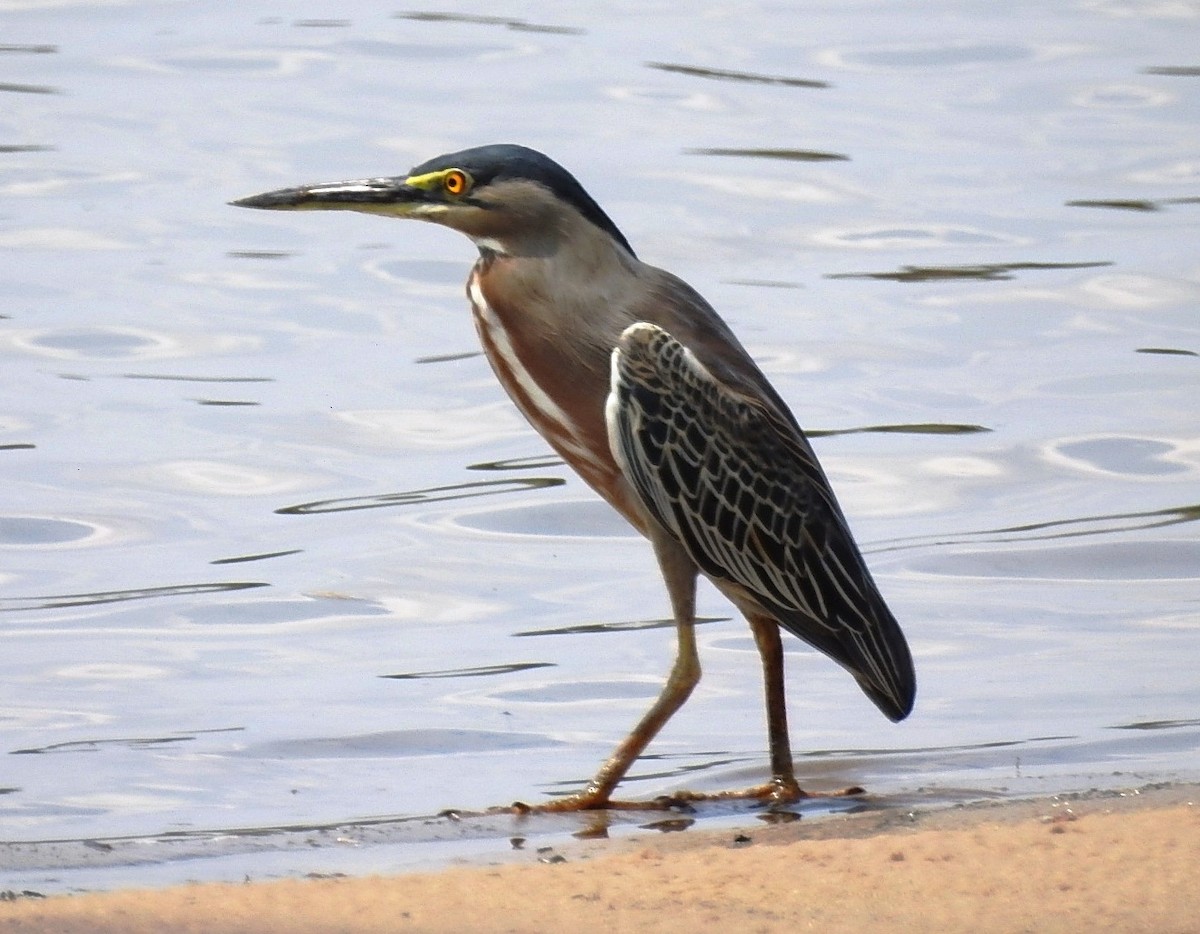 Striated Heron - ML379401521