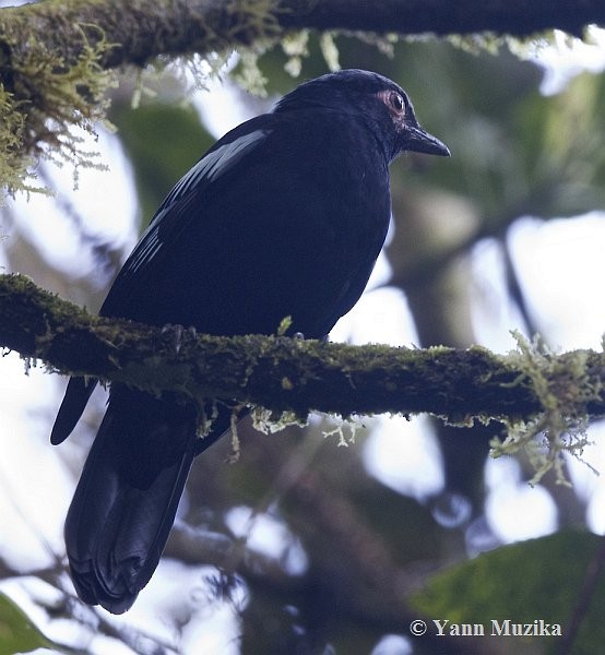 Sumatran Cochoa - ML379401641