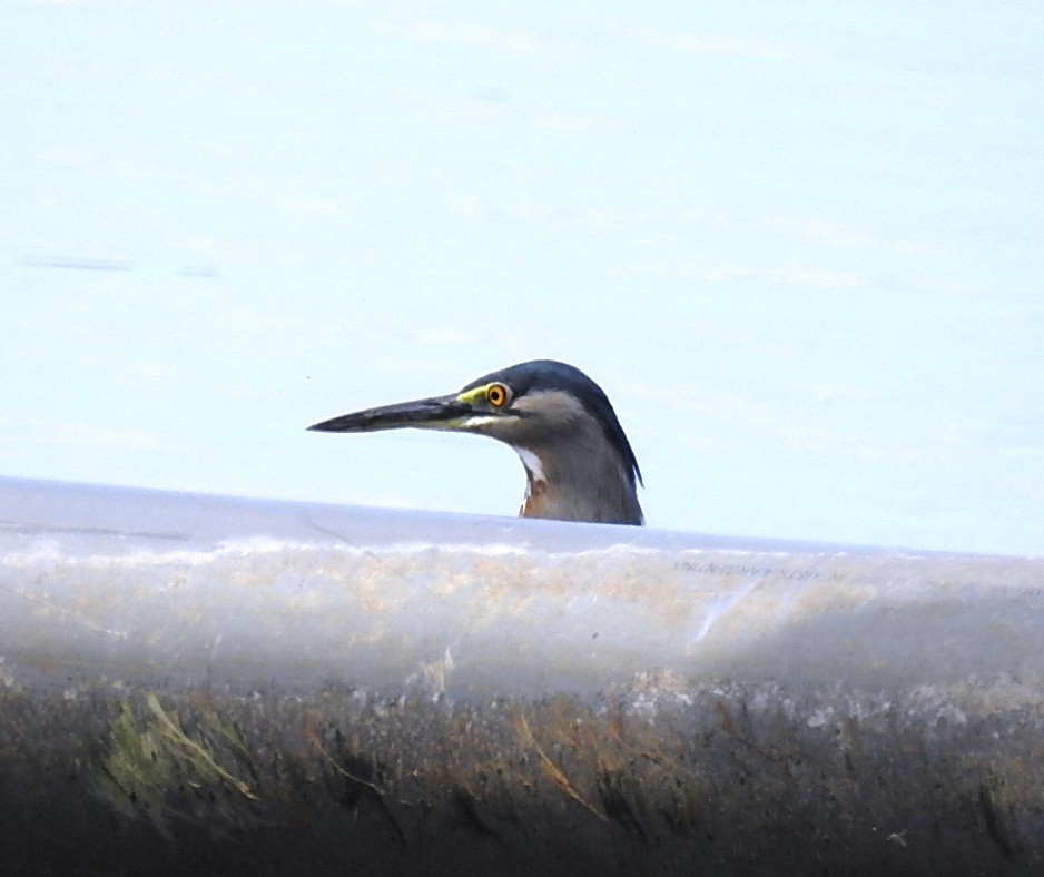 Striated Heron - ML379401691