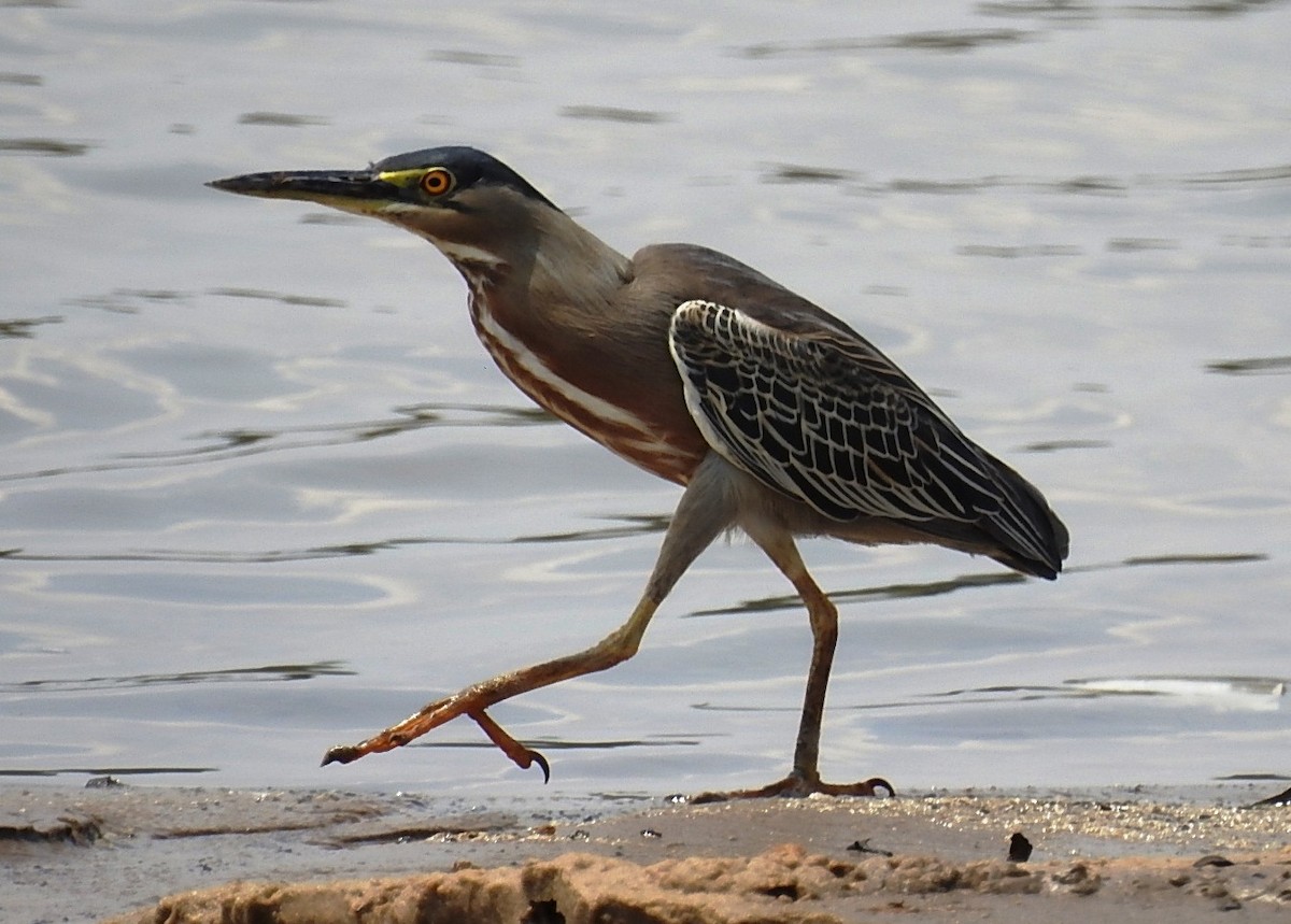 Striated Heron - ML379401731