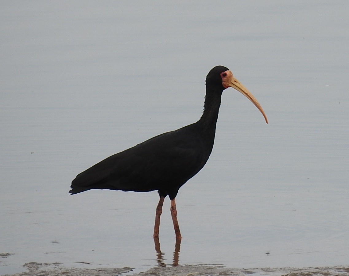 rødmaskeibis - ML379402001