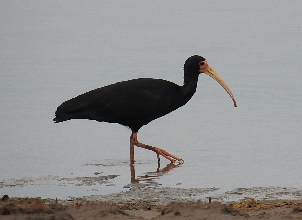 rødmaskeibis - ML379402131