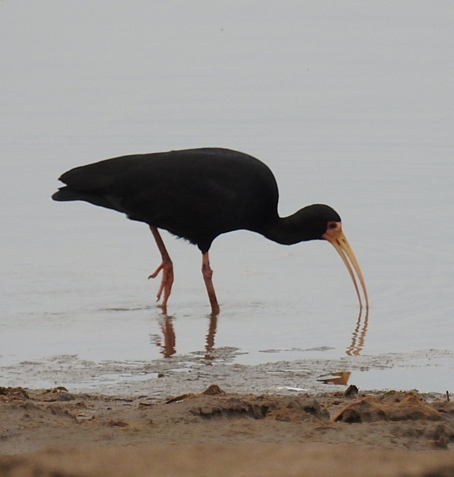 Bare-faced Ibis - ML379402171