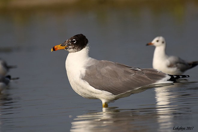 Pallas's Gull - LAKSHYA NATH