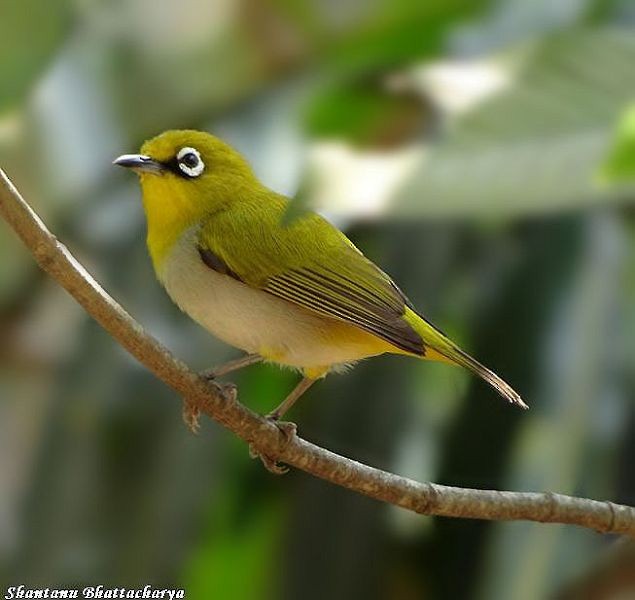 Indian White-eye - ML379402301