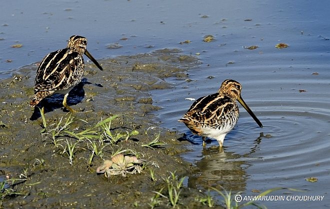 Common Snipe - ML379402911