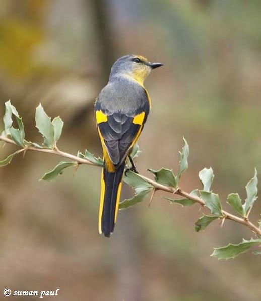 Long-tailed Minivet - Suman Paul