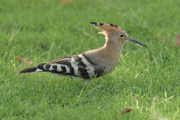 Eurasian Hoopoe - ML379403011