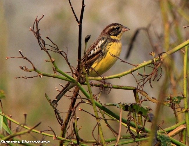 Yellow-breasted Bunting - Shantanu Bhattacharya