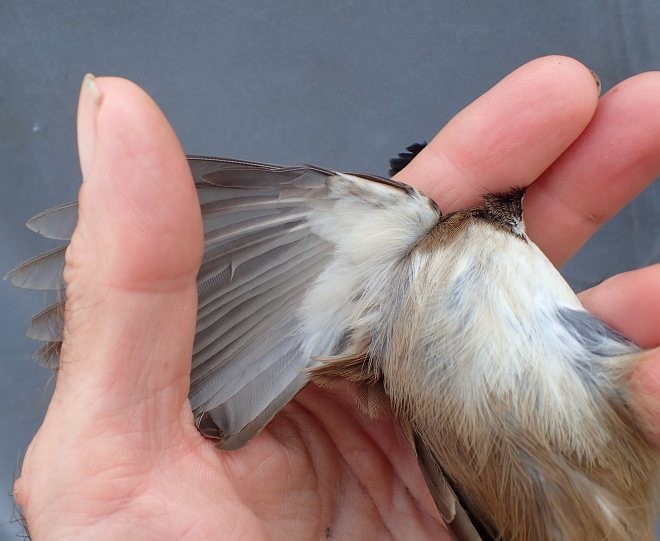 Red-whiskered Bulbul - ML379403181