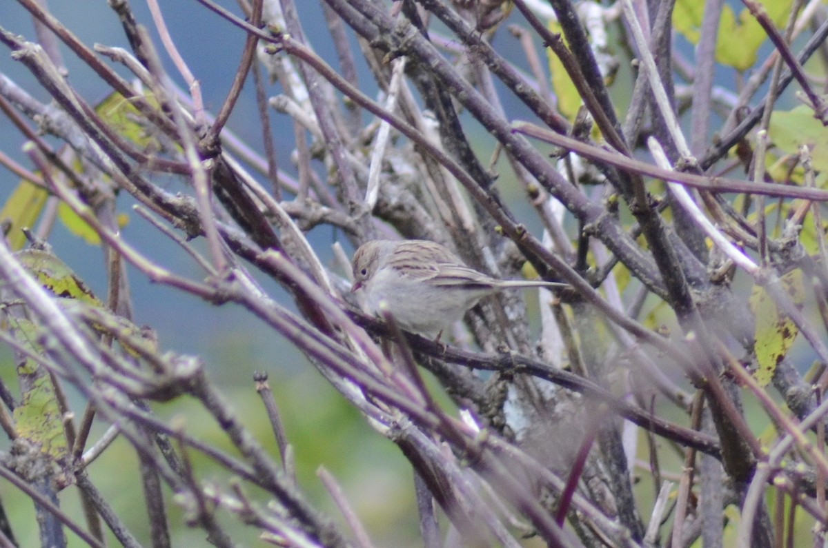 Brewer's Sparrow - ML379403191