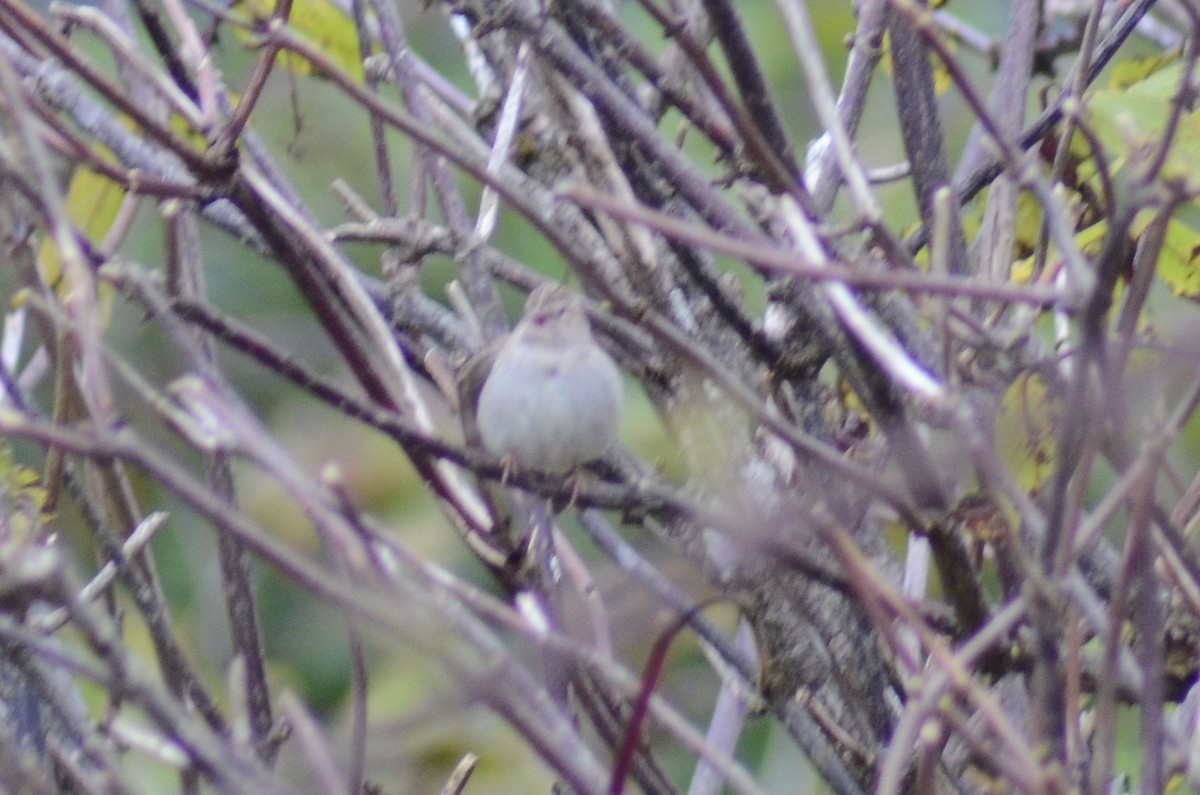 Brewer's Sparrow - ML379403221