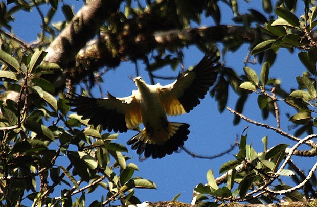 Pied Imperial-Pigeon - ML379403231