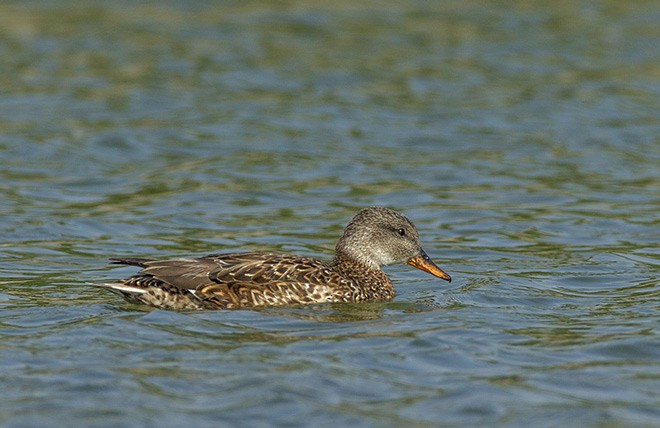 Gadwall - ML379403831