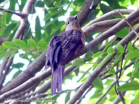 kukačka pískavá (ssp. sepulcralis/everetti) - ML379404001