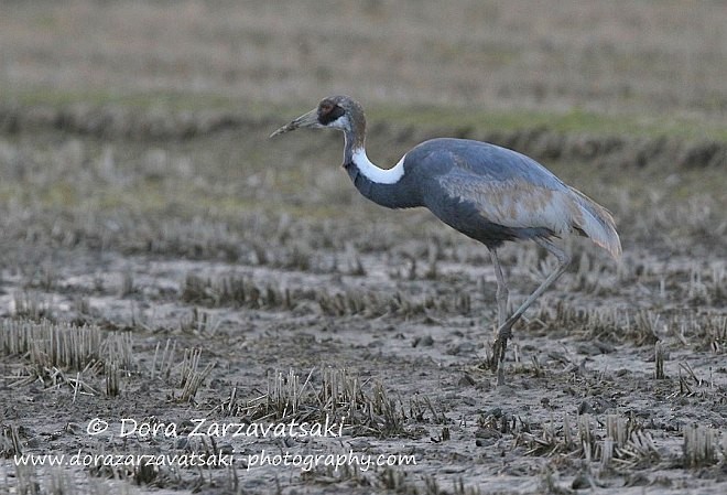 White-naped Crane - Dora  Zarzavatsaki