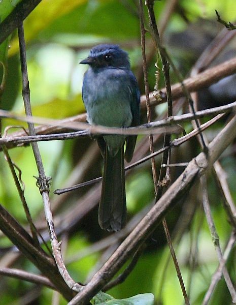 Mindanao Blue-Fantail - ML379404251